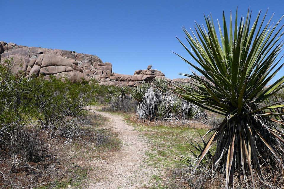 Joshua-Tree-Nationalpark Joshua-Tree-Nationalpark