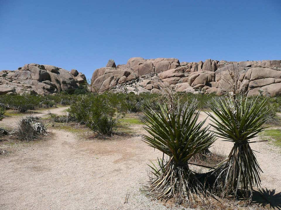 Joshua-Tree Joshua-Tree