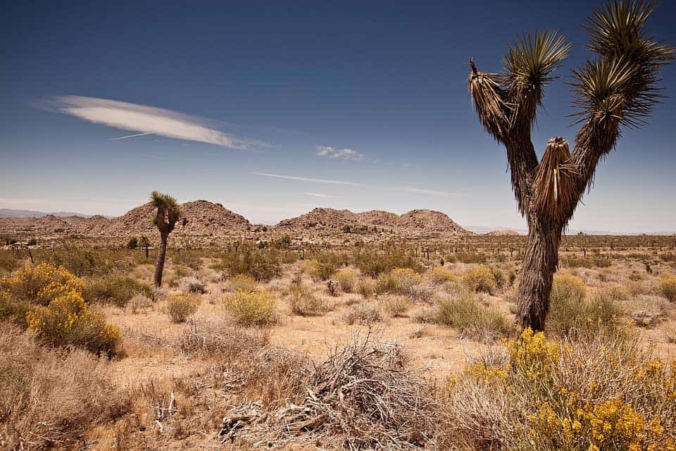 Joshua-Tree Joshua-Tree
